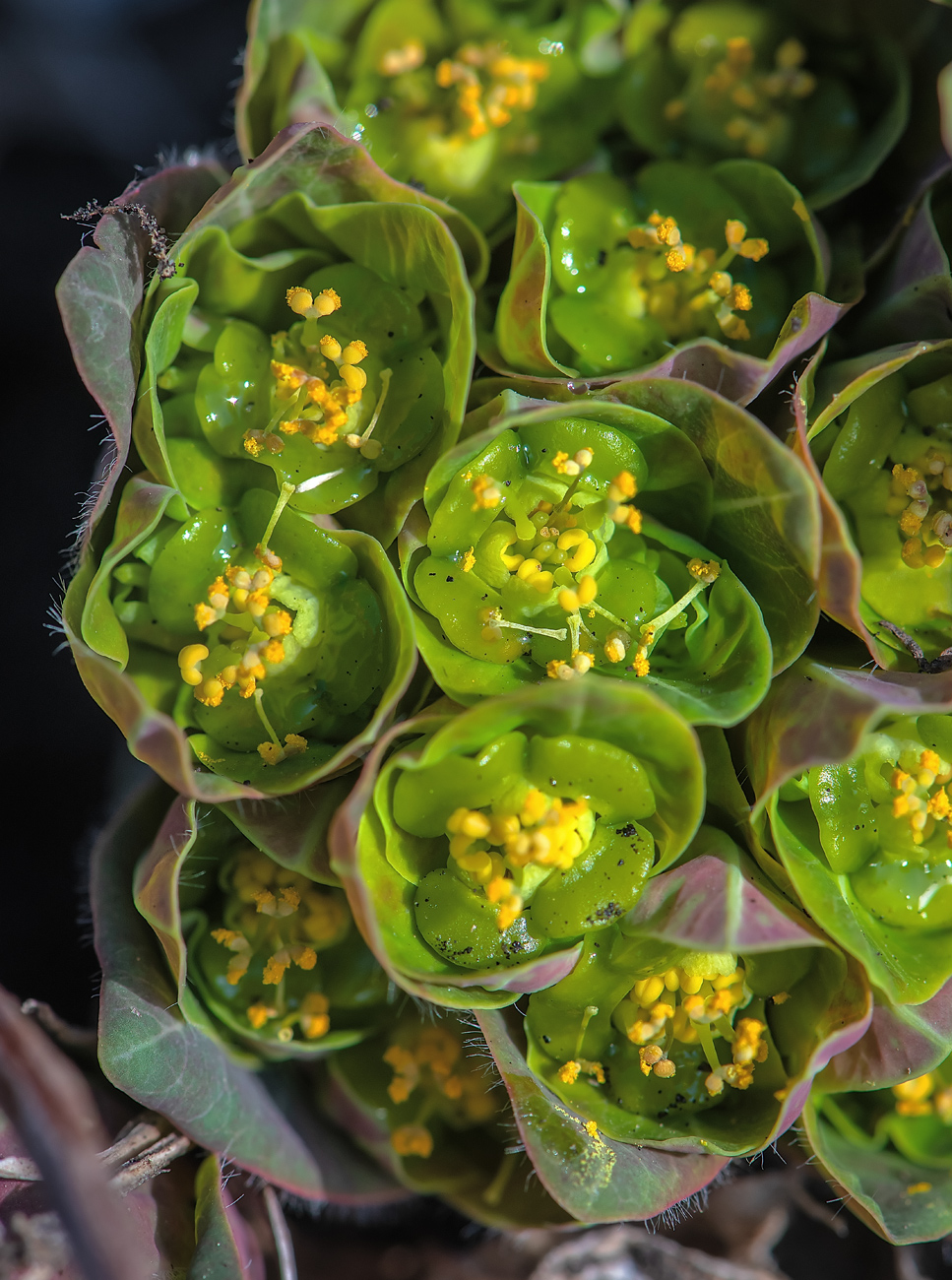 Изображение особи Euphorbia komaroviana.