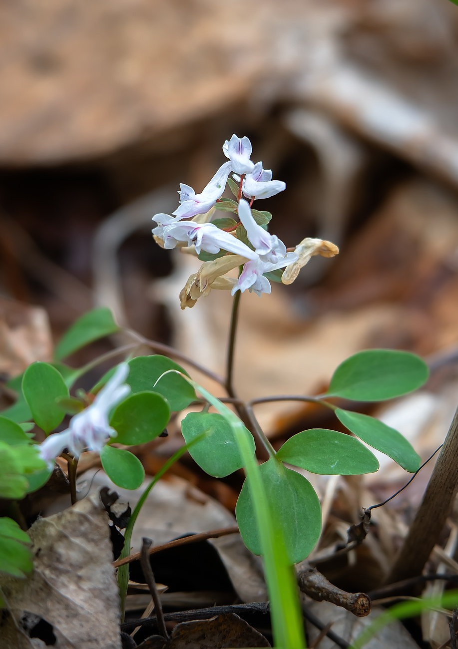 Изображение особи Corydalis repens.
