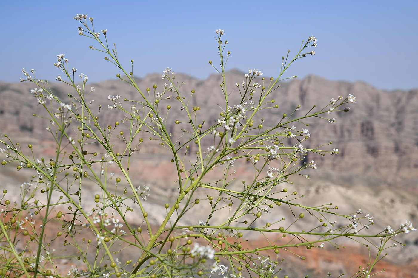 Image of Crambe kotschyana specimen.