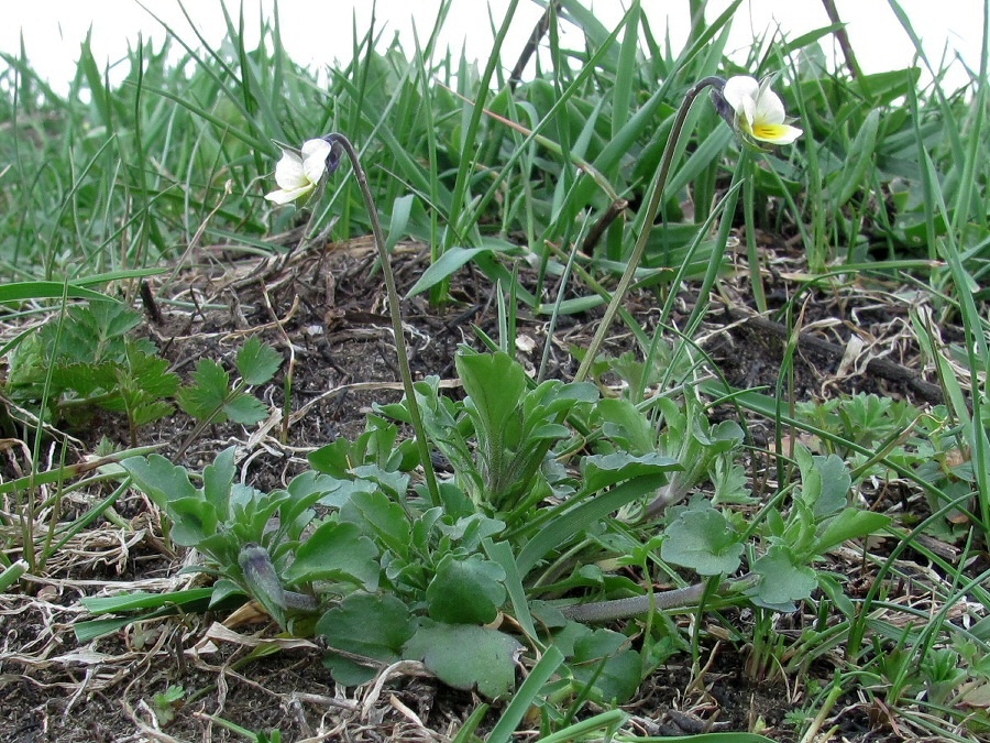 Image of Viola arvensis specimen.