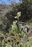 Orchis provincialis. Цветущие растения. Крым, Севастополь, окр. с. Тыловое, шибляк. 07.05.2026.
