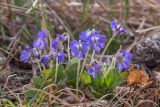 род Viola. Цветущее растение. Забайкальский край, Борзинский р-н, горный массив Адон-Челон, опушка берёзовой рощи. 16.05.2026.