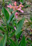 genus Canna. Верхушка цветущего растения. Китай, пров. Аньхой, дер. Хунцунь, в культуре. 28.05.2025.