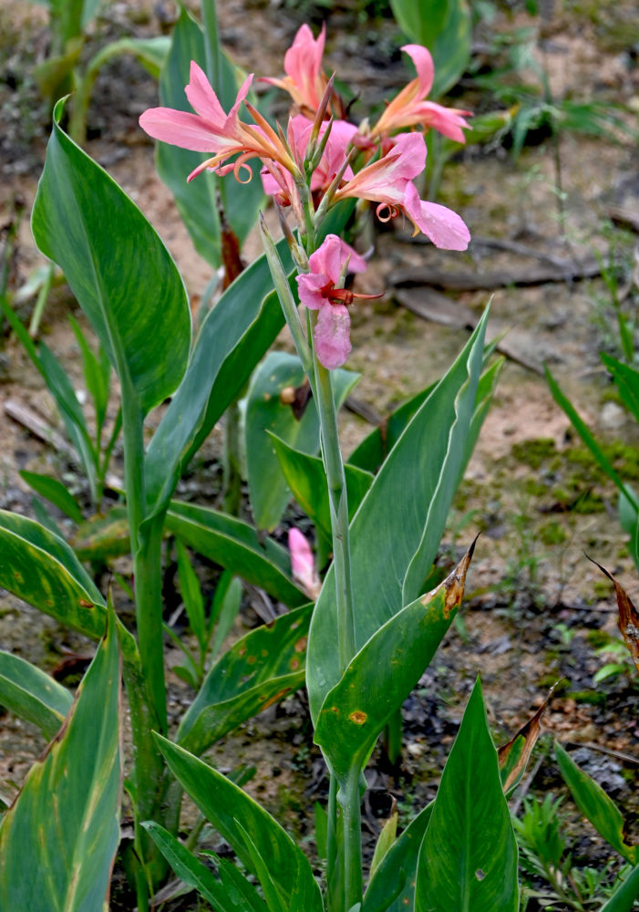 Image of genus Canna specimen.