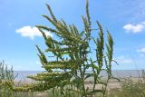 Rumex confertus. Верхушка плодоносящего растения. Краснодарский край, м/о Анапа, окр. станицы Благовещенская, берег Витязевского лимана, песчано-глинистый холм, степь. 31.05.2026.
