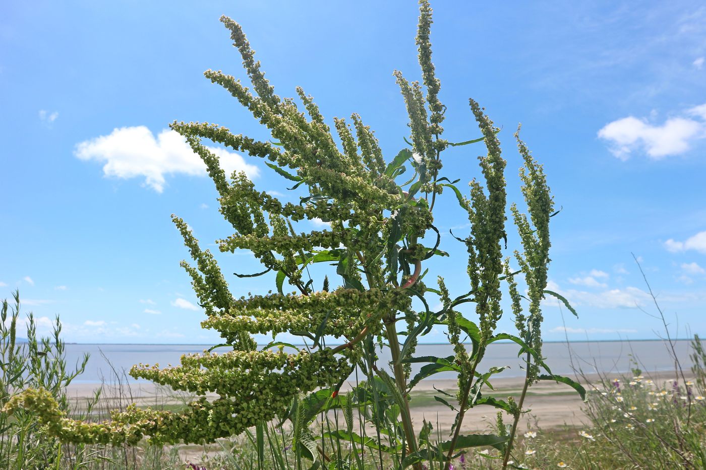 Image of Rumex confertus specimen.