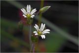 genus Cerastium. Цветки и бутон. Московская обл., Раменский р-н, окр. дер. Хрипань, садовый участок. 22.06.2026.