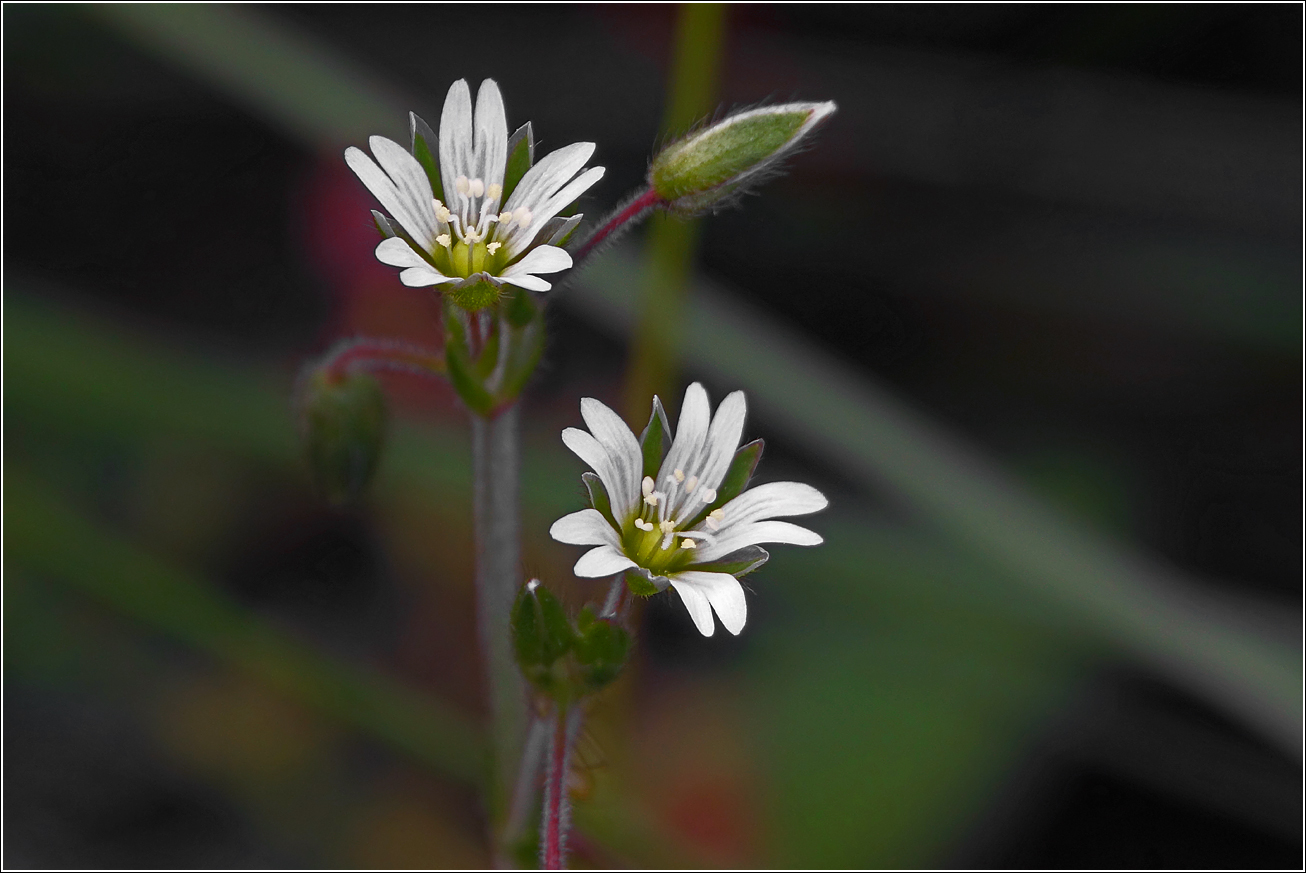 Image of genus Cerastium specimen.