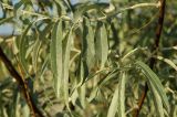 Elaeagnus angustifolia. Часть молодого побега. Оренбургская обл., Беляевский р-н, Донской сельсовет, каменистая степь, нарушенное местообитание. 9 июня 2025 г.