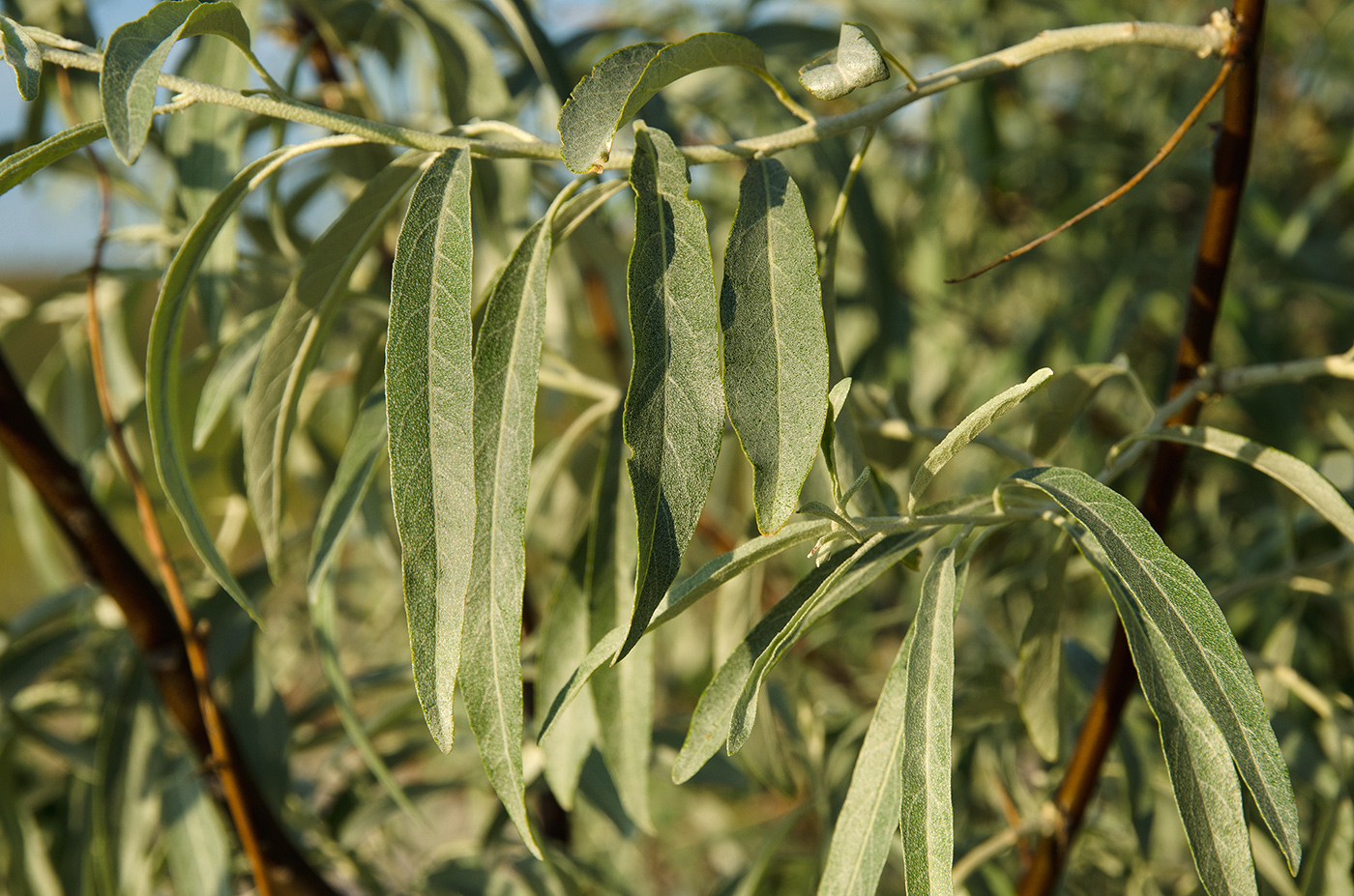 Изображение особи Elaeagnus angustifolia.