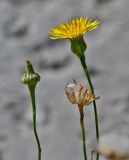 Reichardia picroides