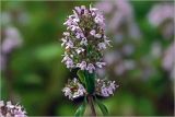 Thymus ovatus