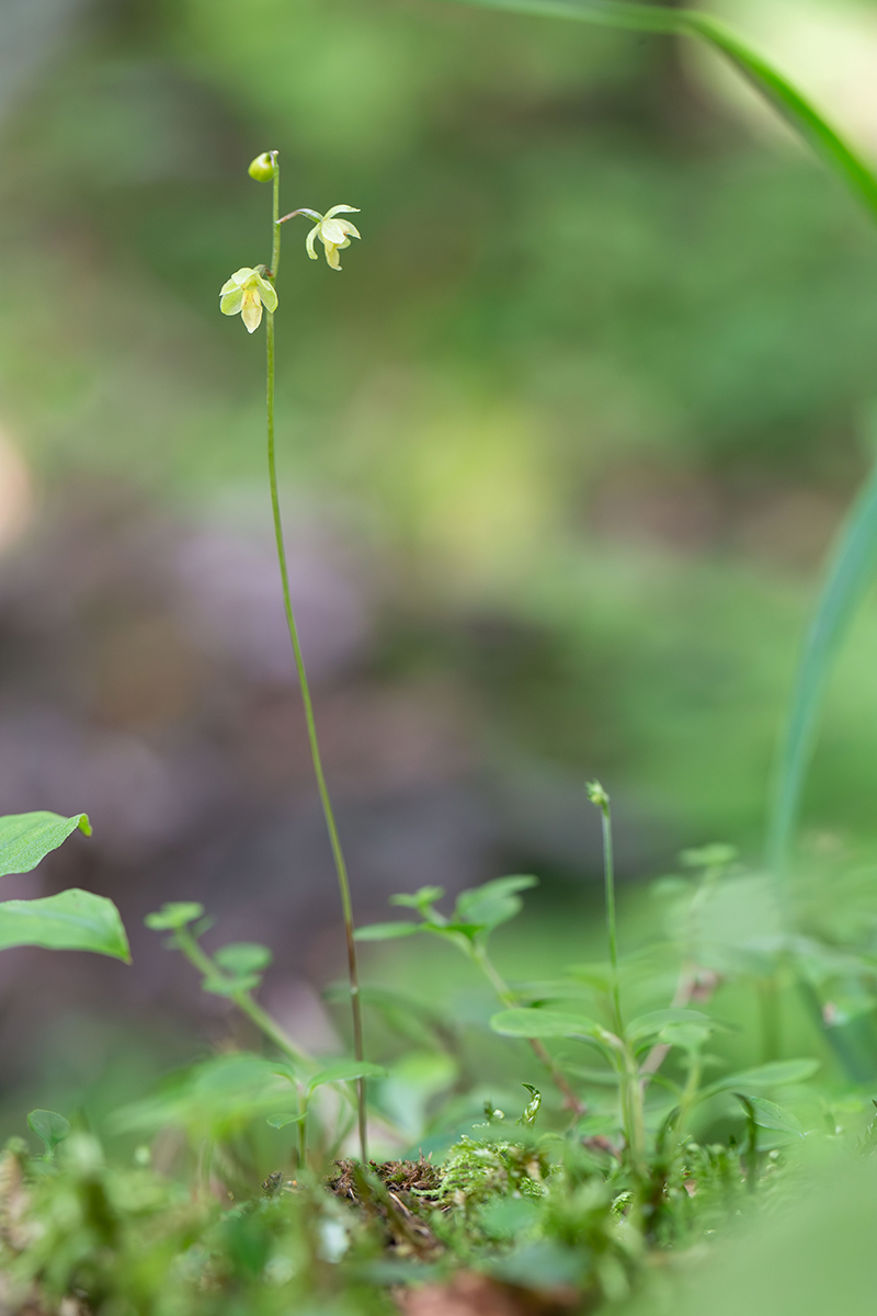 Image of Ephippianthus schmidtii specimen.