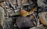 Ficus macrophylla. Опавшее соплодие среди сухих листьев. Португалия, г. Лиссабон, в культуре. 10.08.2025.