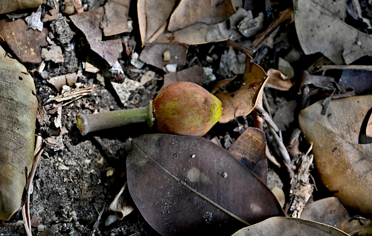 Image of Ficus macrophylla specimen.