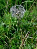 род Tragopogon. Верхушка плодоносящего растения. Московская обл., Сергиево-Посадский гор. округ, верховья р. Воря, луг. 22.08.2026.