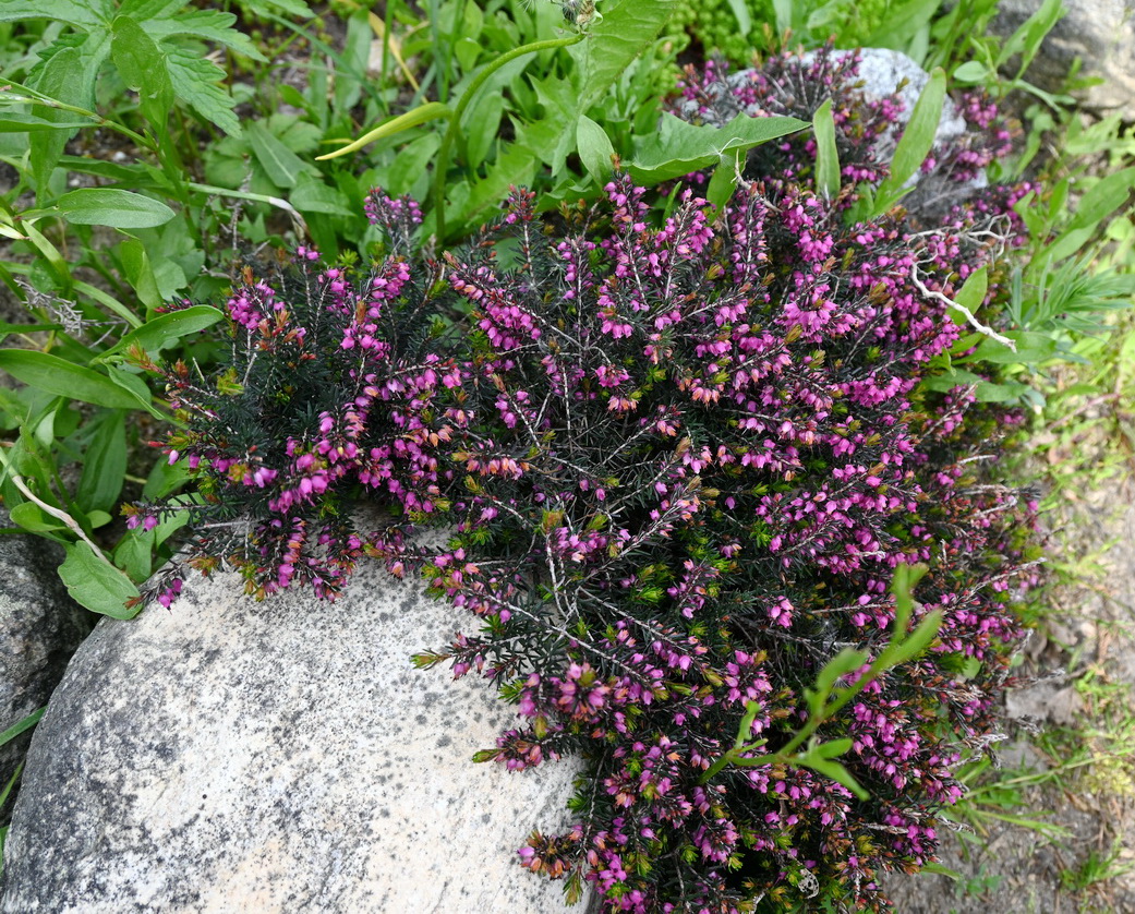 Image of familia Ericaceae specimen.
