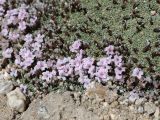 Acantholimon diapensioides. Побеги с цветками. Таджикистан, Горно-Бадахшанская автономная обл., Мургабский р-н, окр. пер. Харгуш, побережье оз. Харгуш, ≈ 4260 м н.у.м., горная пустыня. 5 июля 2026 г.