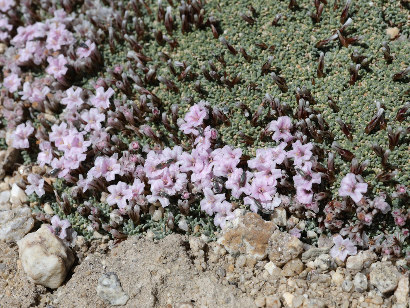 Изображение особи Acantholimon diapensioides.