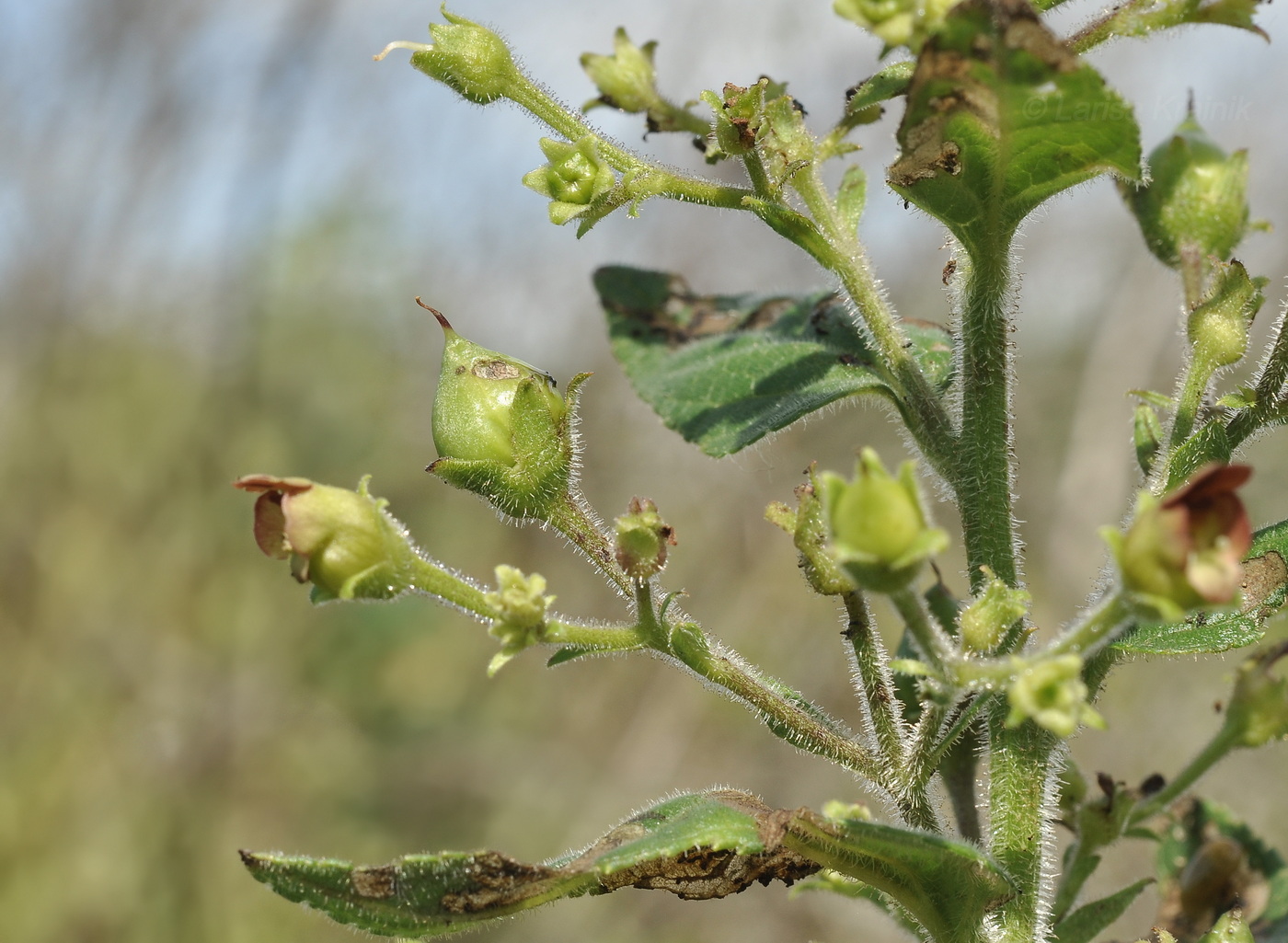 Image of Scrophularia maximowiczii specimen.