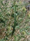 Echinops wakhanicus. Лист. Таджикистан, Горно-Бадахшанская автономная обл., Рушанский р-н, хр. Северо-Аличурский, дол. р. Мургаб (ниже Сареза), выс. ≈ 2600 м н.у.м., сухое каменистое дно долины. 21 июня 2026 г.