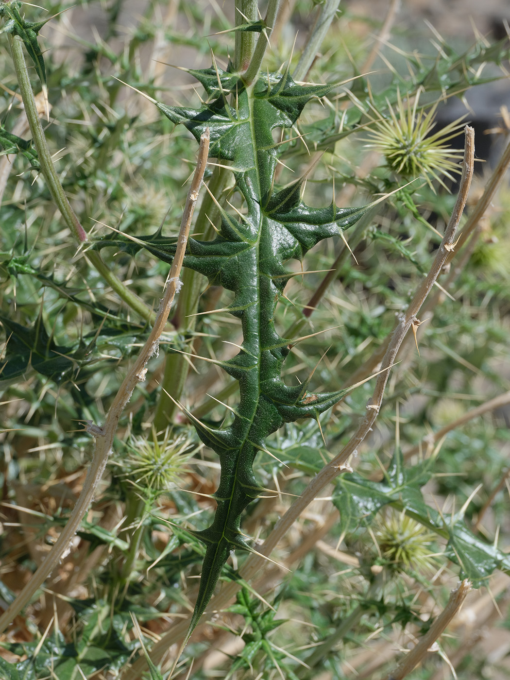 Image of Echinops wakhanicus specimen.