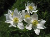 Anemonastrum narcissiflorum