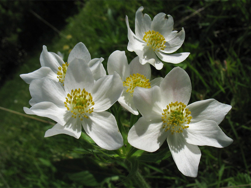 Image of Anemonastrum narcissiflorum specimen.