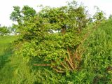 Euonymus verrucosus