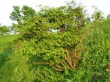 Euonymus verrucosus. Взрослое растение. Окр. Смоленска, сухой луг на склоне холма. 21.05.2011.