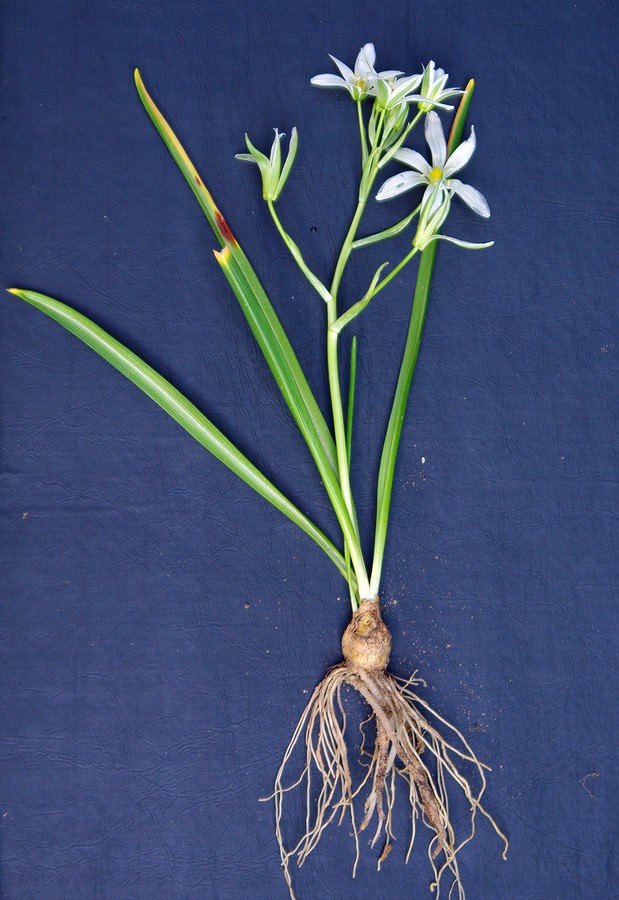 Image of Ornithogalum transcaucasicum specimen.