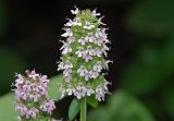 Thymus pulegioides. Соцветия. Московская обл., Раменский р-н, дер. Хрипань, дачный участок, 26.06.2008.