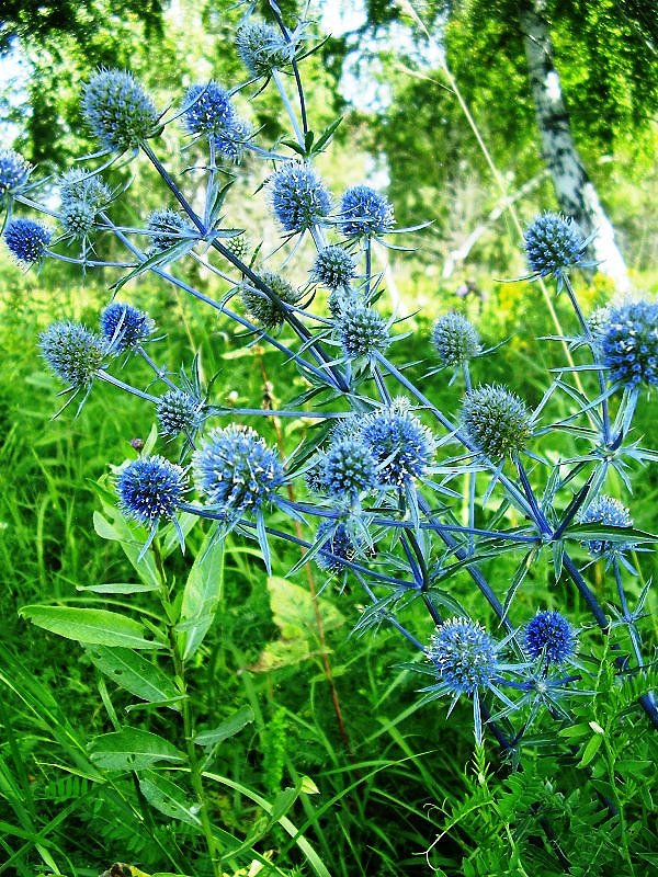 Изображение особи Eryngium planum.