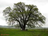 Quercus robur