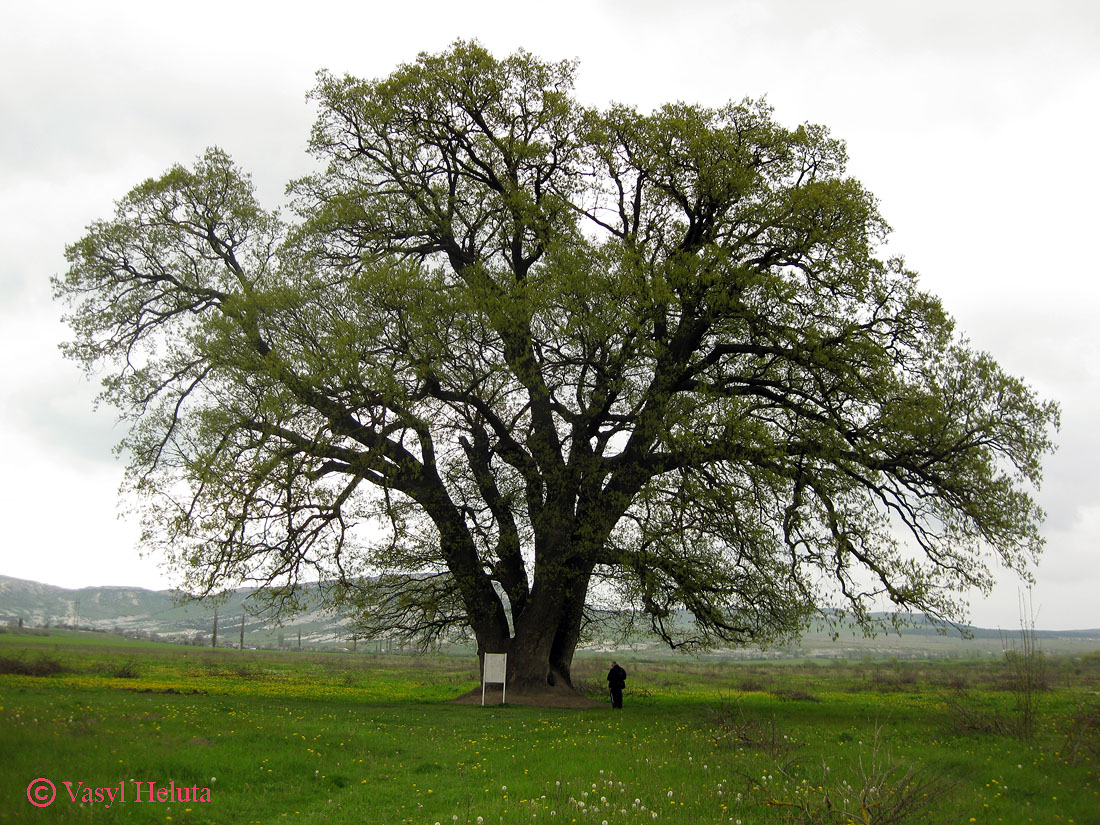 Изображение особи Quercus robur.