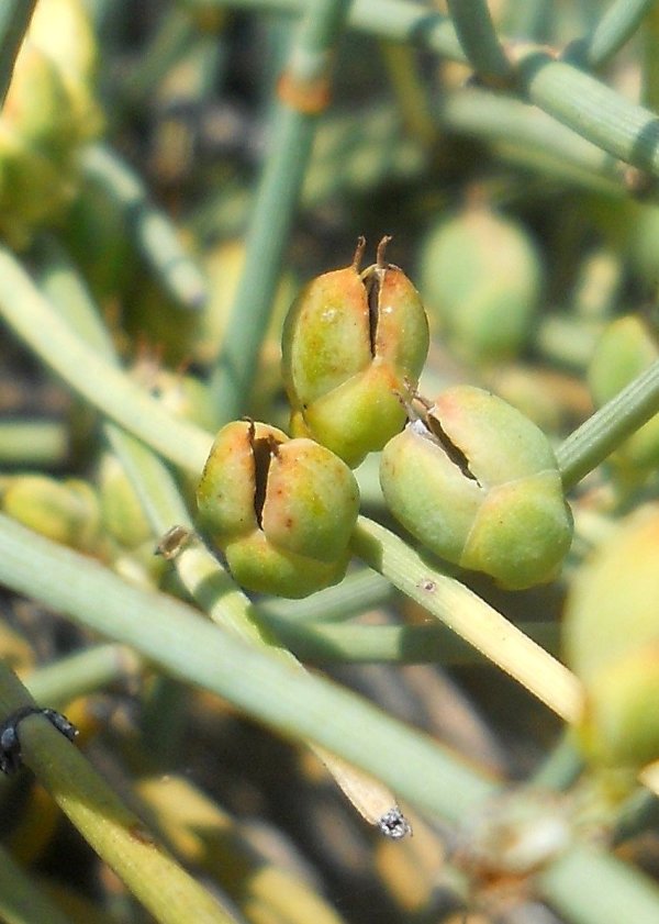 Image of Ephedra monosperma specimen.