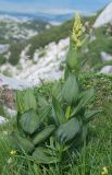Veratrum album. Расцветающее растение. Черногория, Динарское нагорье, горный массив Дурмитор. 05.07.2011.