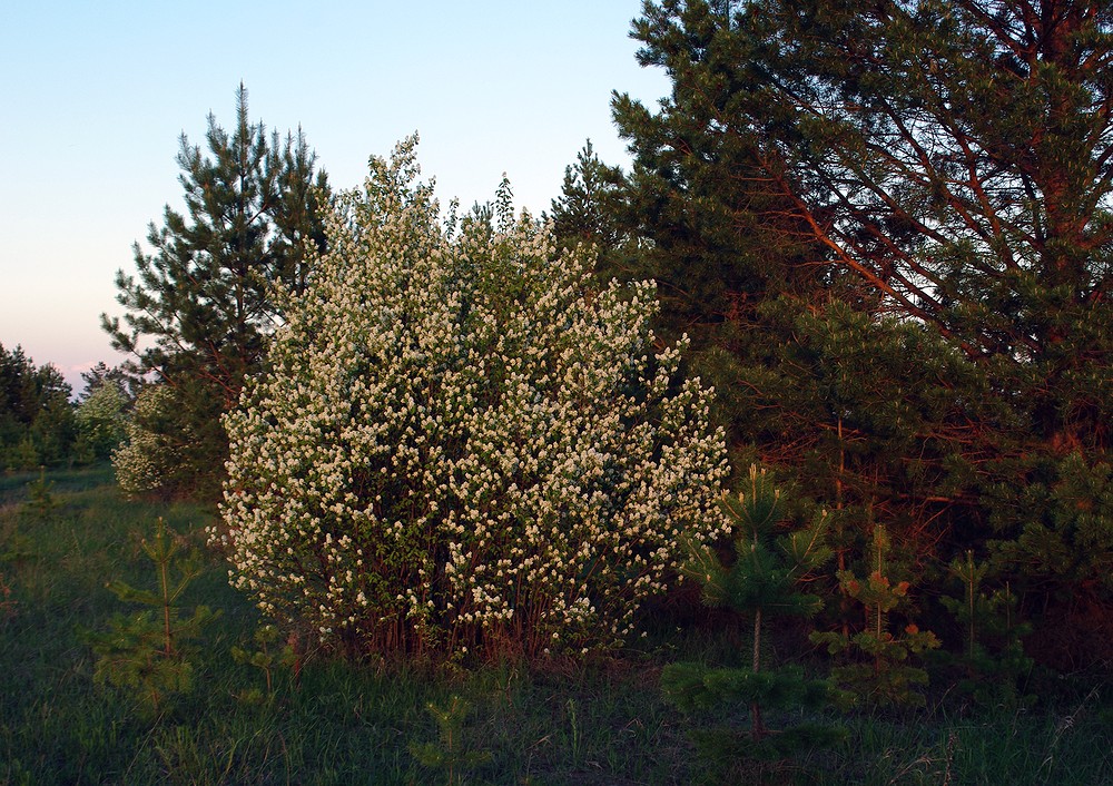 Изображение особи Amelanchier spicata.
