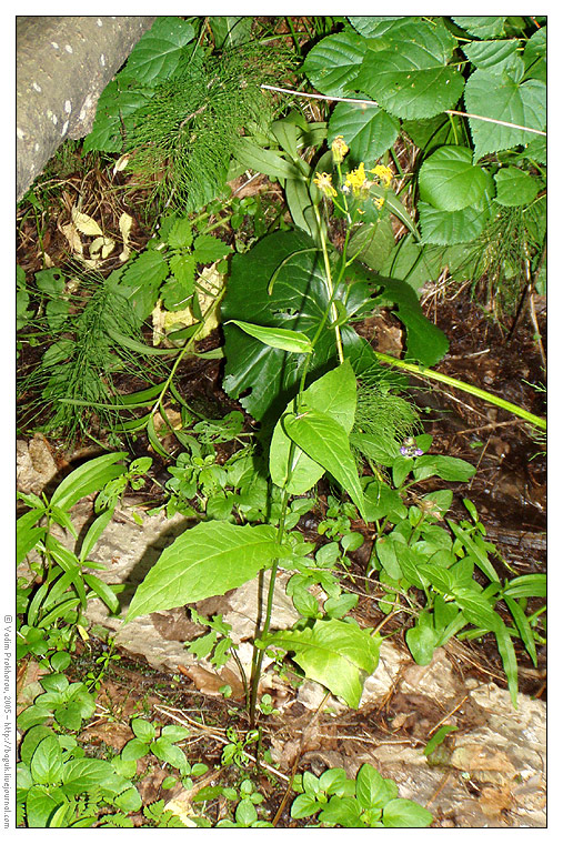 Image of Crepis paludosa specimen.