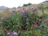 Centaurea abbreviata