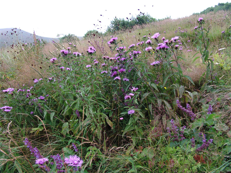 Image of Centaurea abbreviata specimen.
