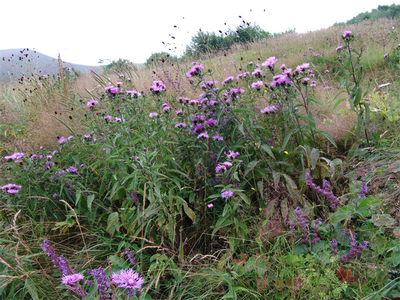 Изображение особи Centaurea abbreviata.