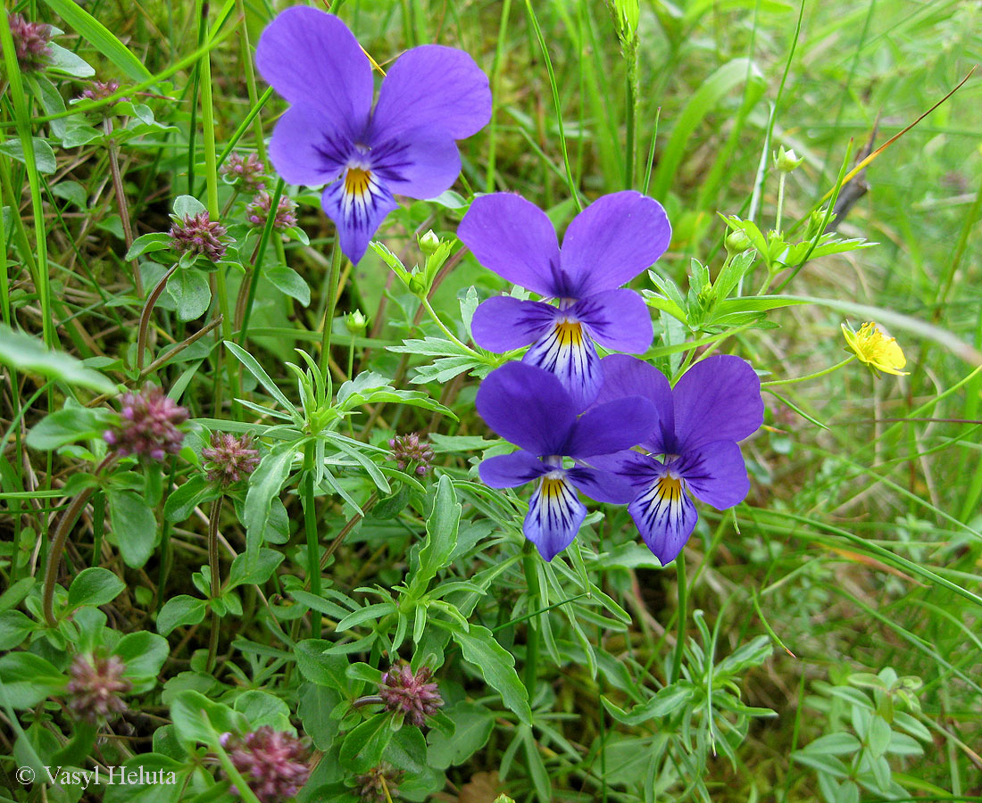Image of Viola declinata specimen.