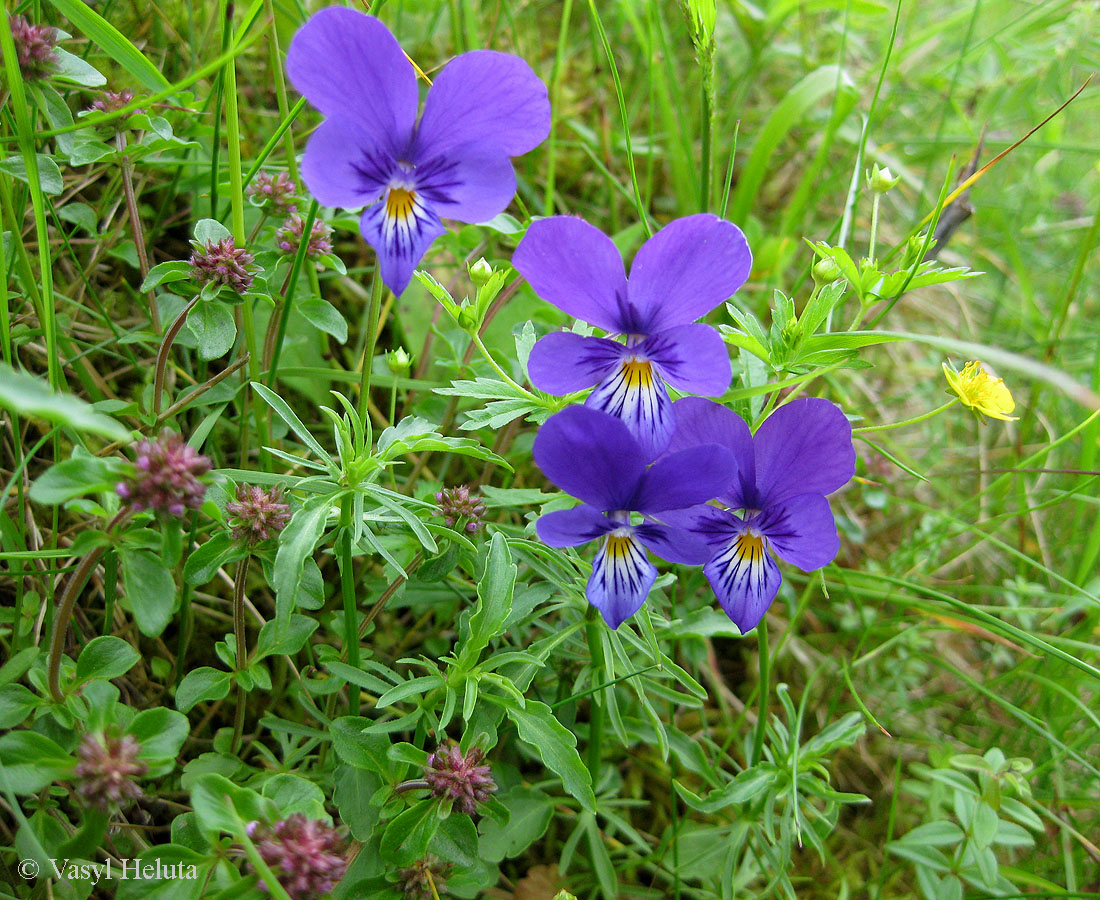 Изображение особи Viola declinata.