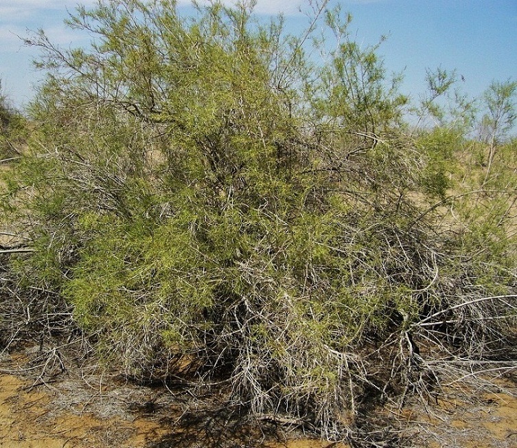 Изображение особи Salsola richteri.