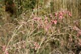 Atriplex aucheri