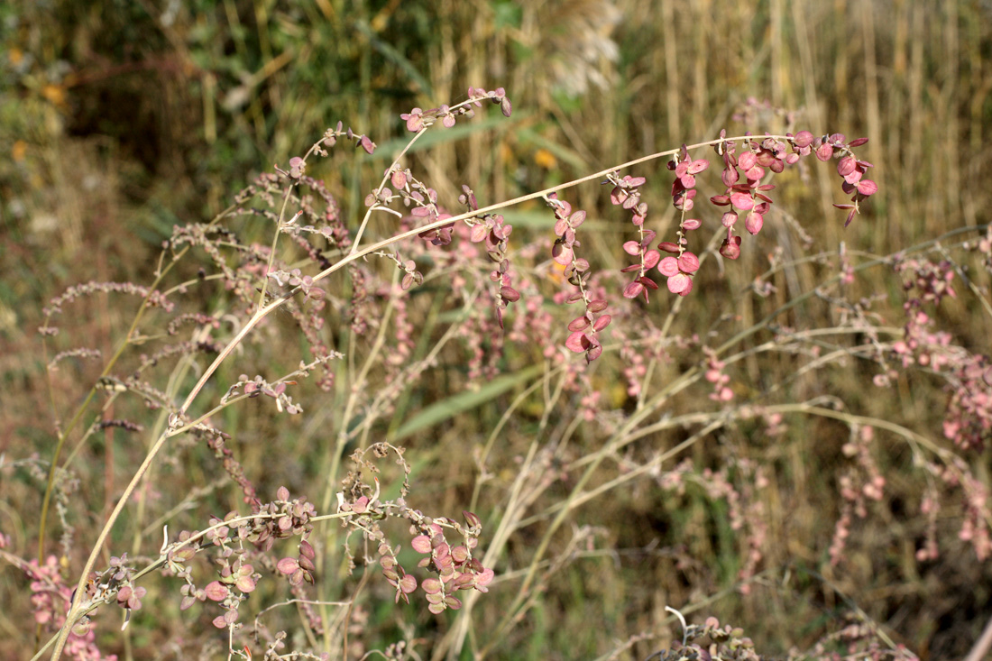 Изображение особи Atriplex aucheri.