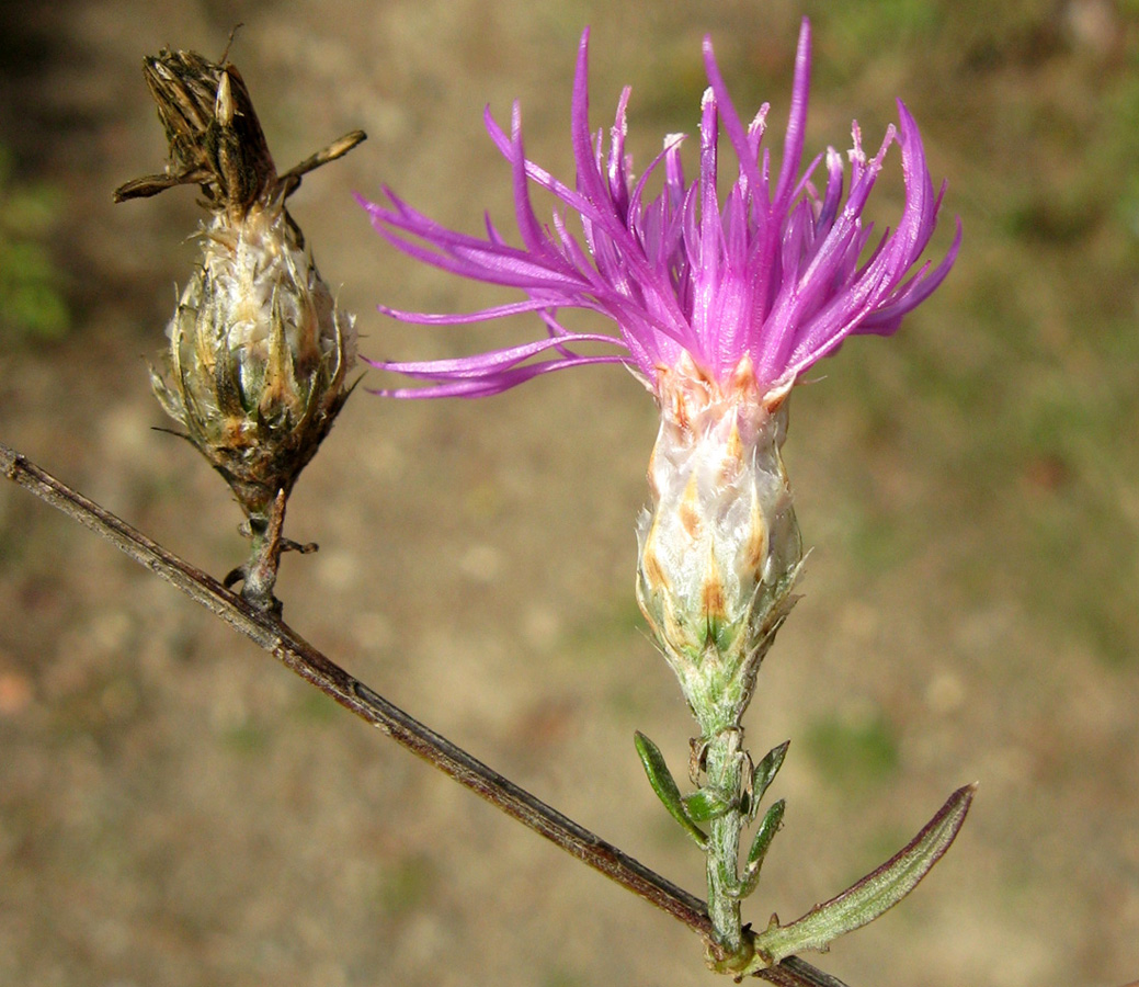 Изображение особи Centaurea sterilis.