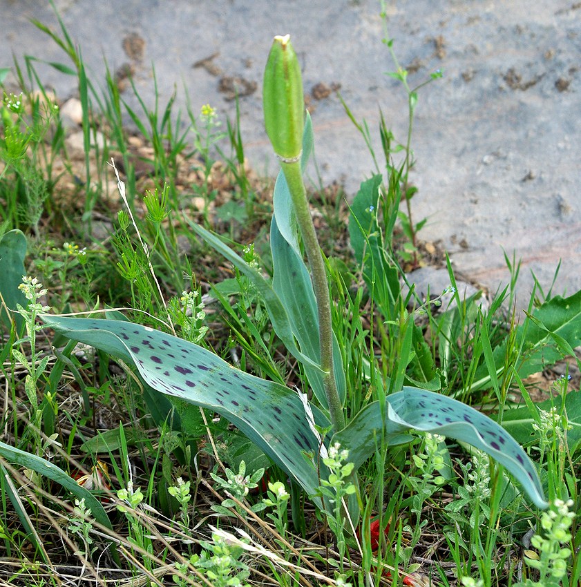 Image of Tulipa greigii specimen.