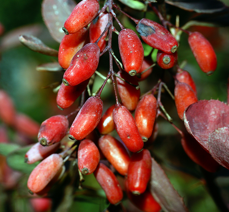 Изображение особи род Berberis.